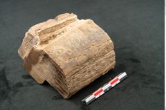 Foto (Seitenansicht) von Quercus sp.  (NHMW-GEO-2024-0188-11583)
